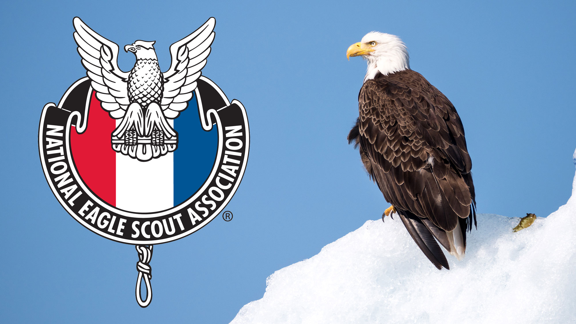NESA Logo and Eagle on Snow